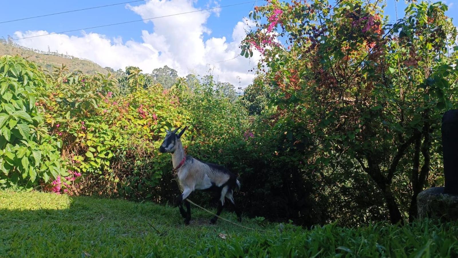 Skale Peregrino Guest House Choachi Bagian luar foto